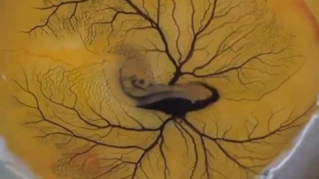 Визуализация работы сердечно-сосудистой системы у куриного эмбриона.