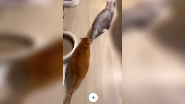 Приколы с котами и собаками. Смешные моменты с животными. Смешные видео приколы с животными.
