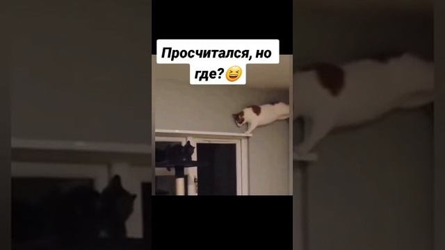 Юморной ролик