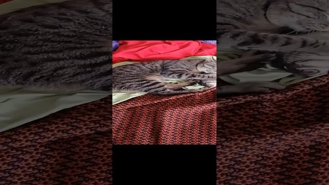 Рыба мечты.mp4