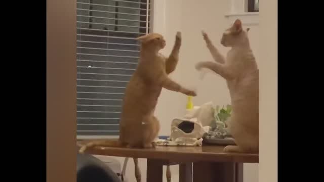 смешные кошечки собачки 11