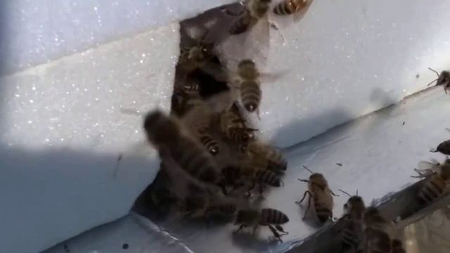 с чего начинается пасека. Пасека для начинающих(2) Укус пчелы