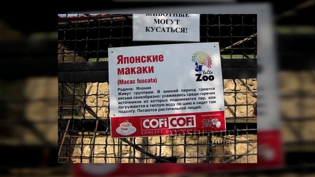 ЗВЕРОПОЗОР