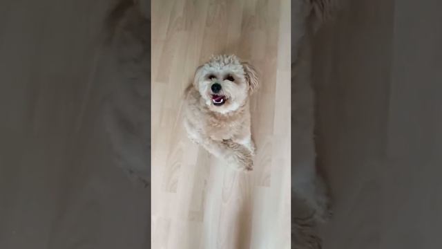 Мальтипу #maltipoo #мальтипуукраина #топ #мальтіпу #dog #україна #мальтипу