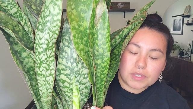 Snake Plant Collection  Sansevieria