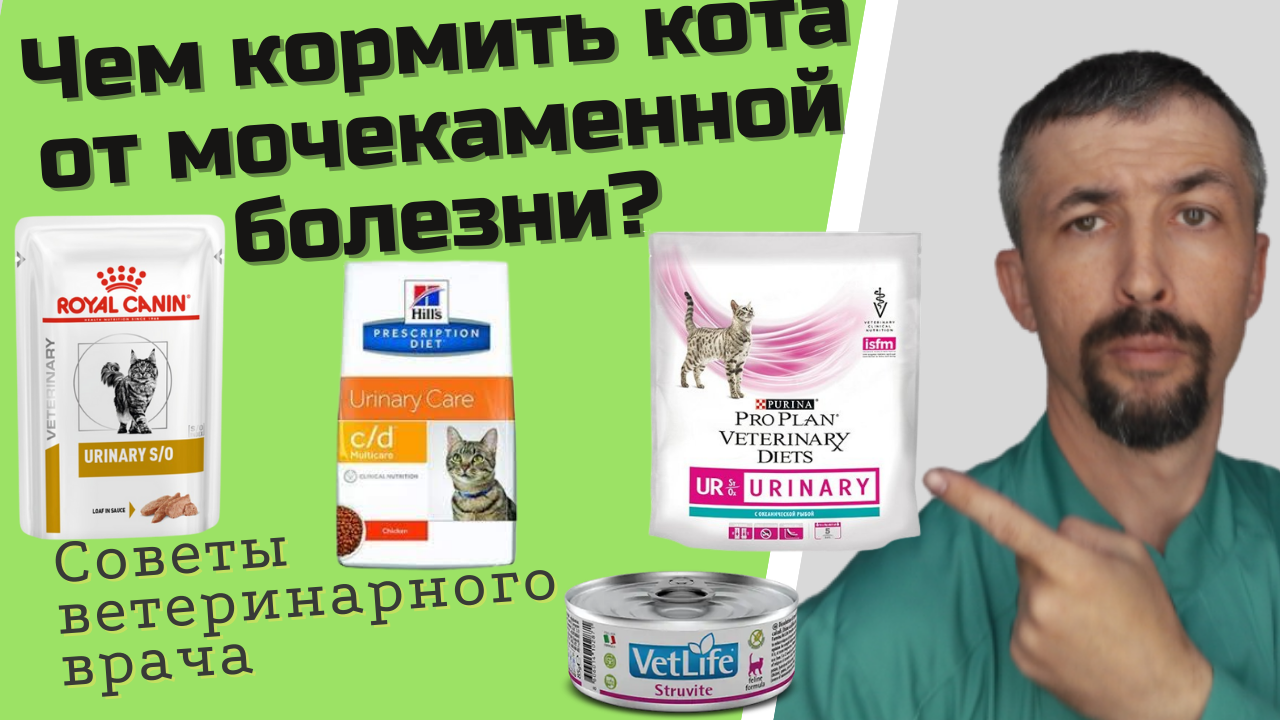 Коты и мочекаменная болезнь