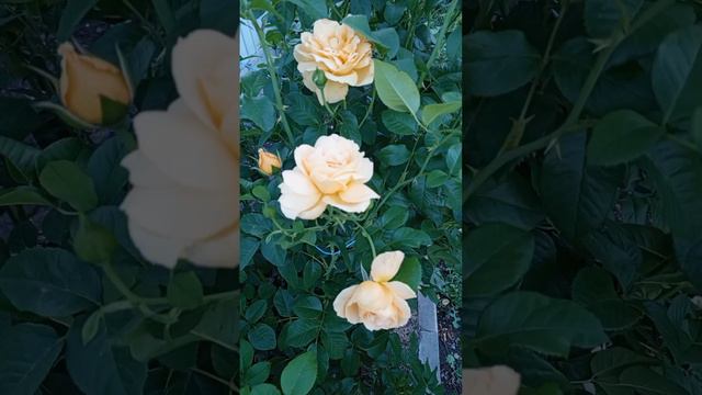 Розы в июне. Цветы после майских заморозков