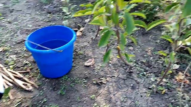 Высадка крупного элитного ореха.