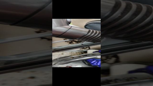 Мелочи жизни. Глаз дёргается, но в жизни так бывает. Алоказия Купрея.