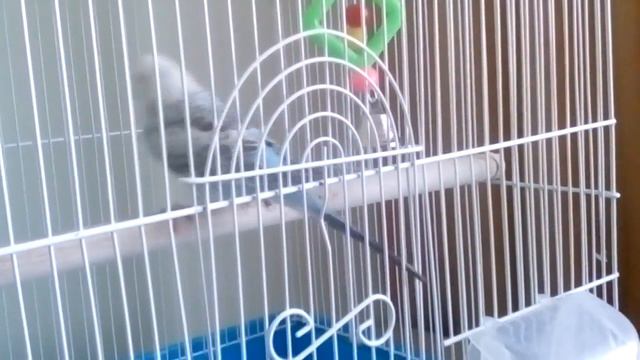 Авито видела и выбралась из клетки