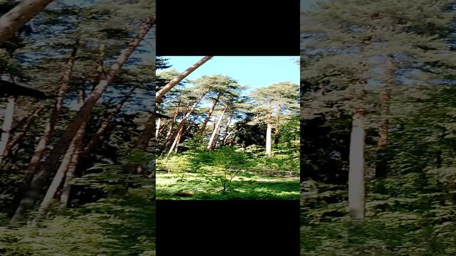 Прогулка в сосновом лесу: красота природы, высокие деревья сосны и ели, весенняя зелень. 19 мая. Ч.1
