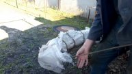 РАСКРЫВАЕМ ИНЖИР ПОСЛЕ ЗИМЫ. ВЕСНА 2020.Vselennaya uvlecheniy