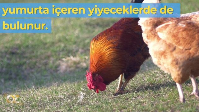 Yaz aylarında fazlaca görülen gıda zehirlenmelerinin nedenlerini bilin ve önlemlerinizi alın...