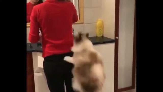 Самые новые смешные видео с домашними животными, смешные коты и кошки, новые приколы, смех до слез