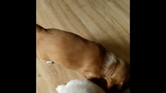 Английский кокер-спаниель 1 месяц. Злата  дома! Первый день!