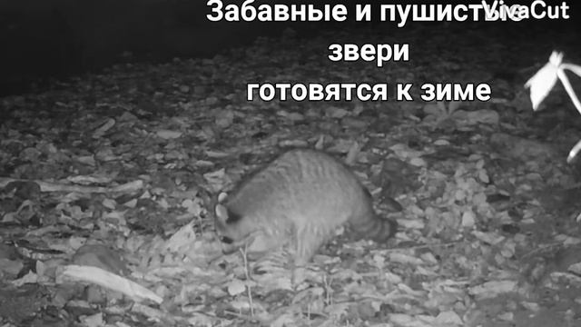 Сочинский нацпарк: звери в наших фото-ловушках. Август 2021 года