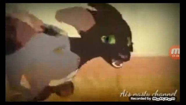 Коты воители~ Боль стекала по венам вниз~