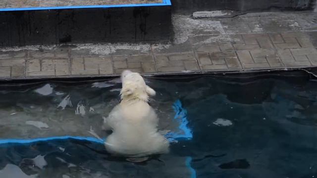 Эх,  не легко выйти  из воды !