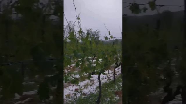 Сильный град уничтожил фруктовые деревья, виноградники и посевы в селах на западе Грузии.