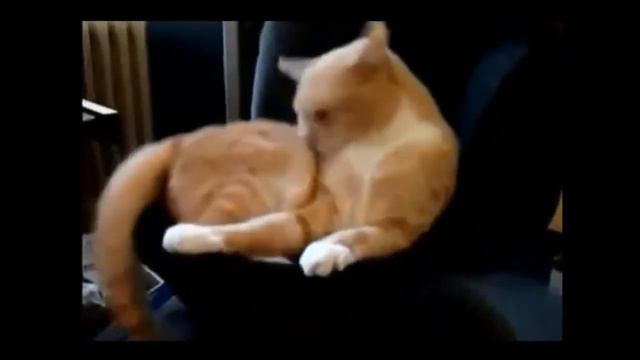 Мега приколы с животными лучшее видео приколов о животных