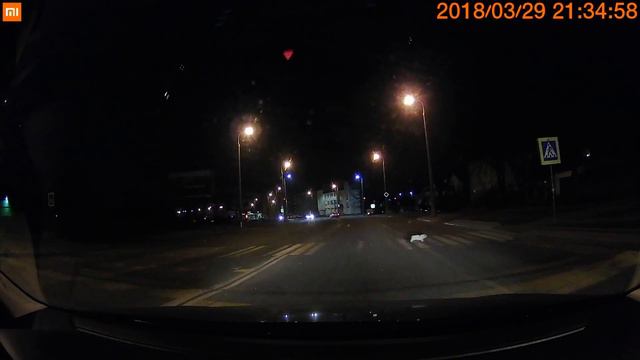 Кот переходит дорогу