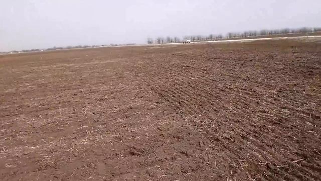 Приехал на своё поле культивировать, а там уже посеян лён! Выясняю!