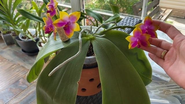 Phal.Princess Kaiulani