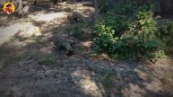 15 Fierce Komodo Dragons In Merciless Action Sequences