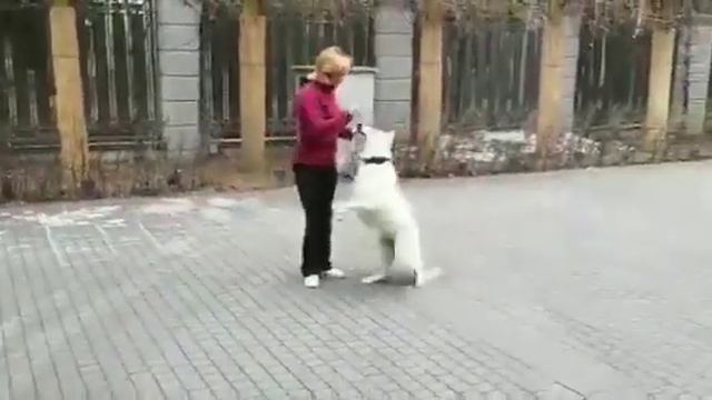 Тренировка собак в питомнике БШО. БРАВО Урсулла!