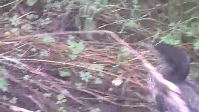 баклан в саду в ч 68433 480p.mp4