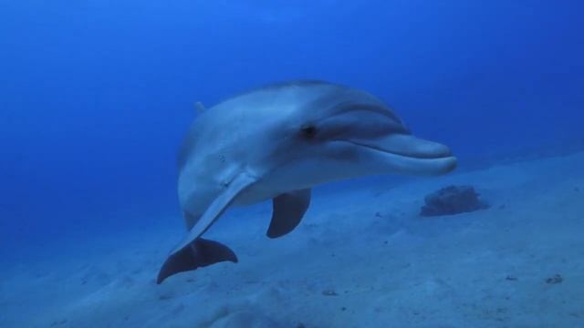 Music Therapy With Dolphins ♬♫ ?
