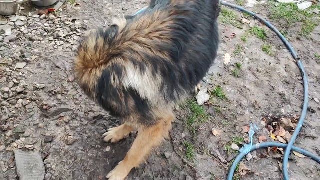 День Добрых Дел/ Чарли рад игрушкам/ТЕПЕРЬ У НАС 17 ХВОСТИКОВ