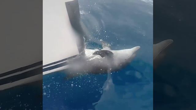 Дельфин чешет спинку форштевнем - Vamos a Vela sailing experience