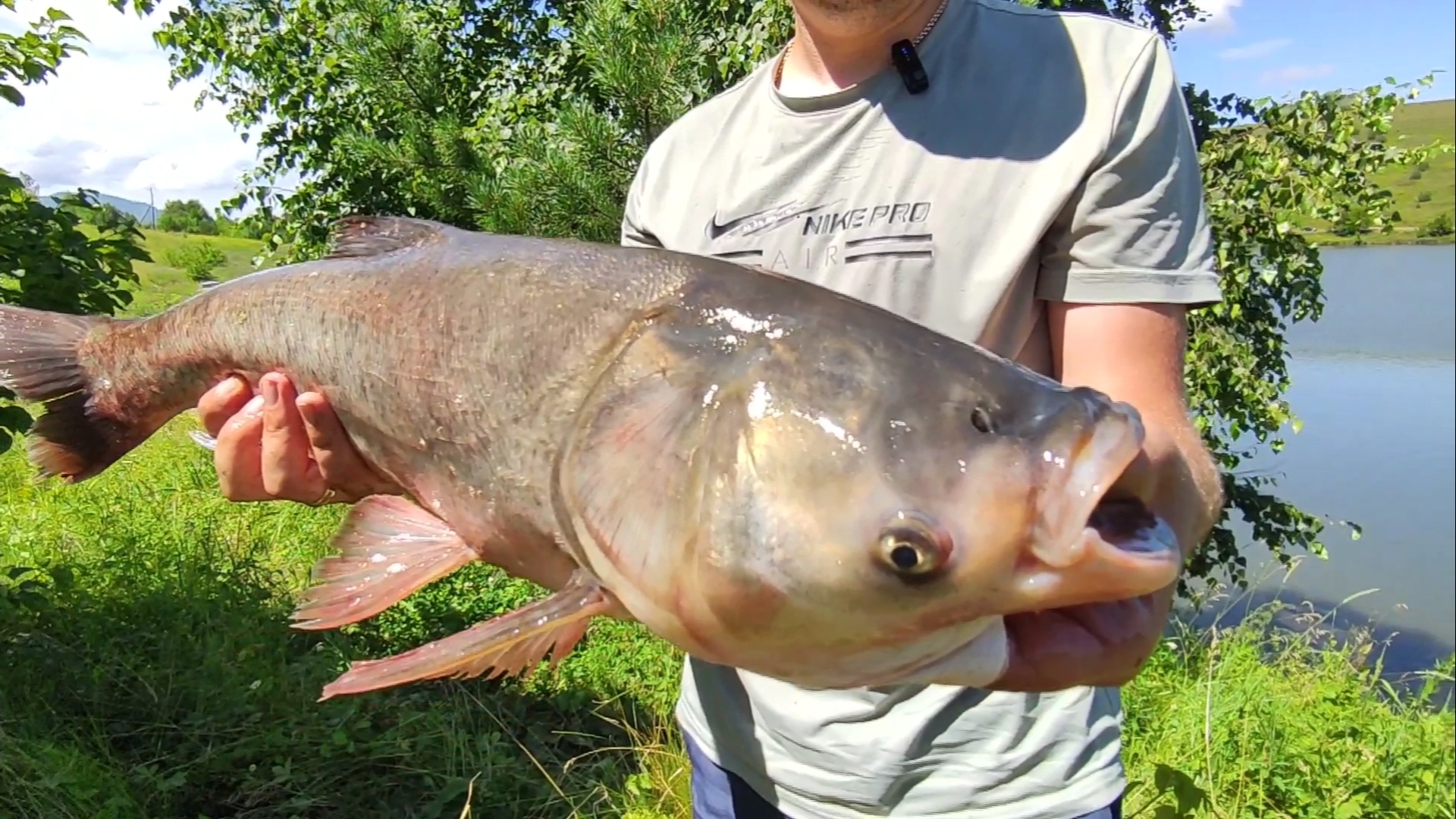 Рыбалка на толстолобика, ловля на технопланктон. Лето 2024. Немного на флэт. #fishing #рыбалка #лето