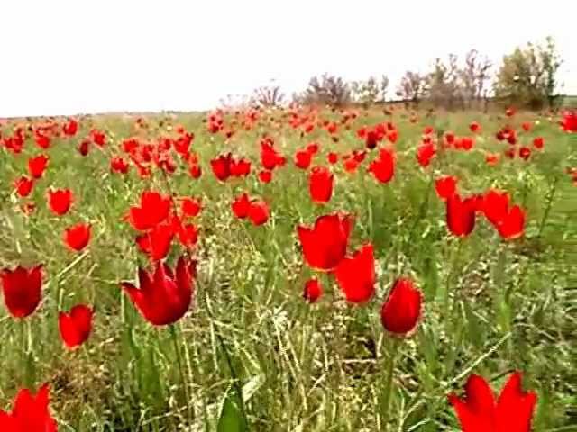 СТЕПЬ Тюльпаны Лозное STEPPE Tulips