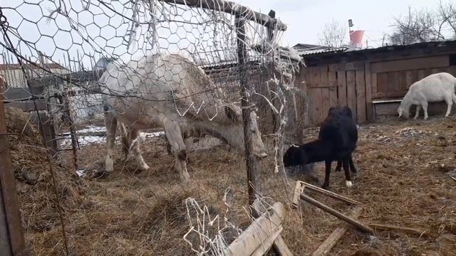Козы завтракают, февраль 2023 год?