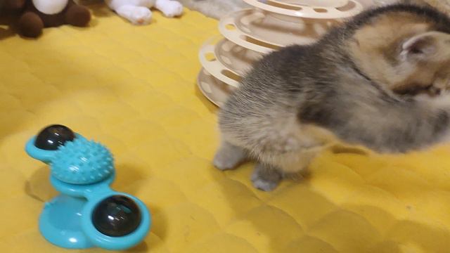 VID_20240331_203429