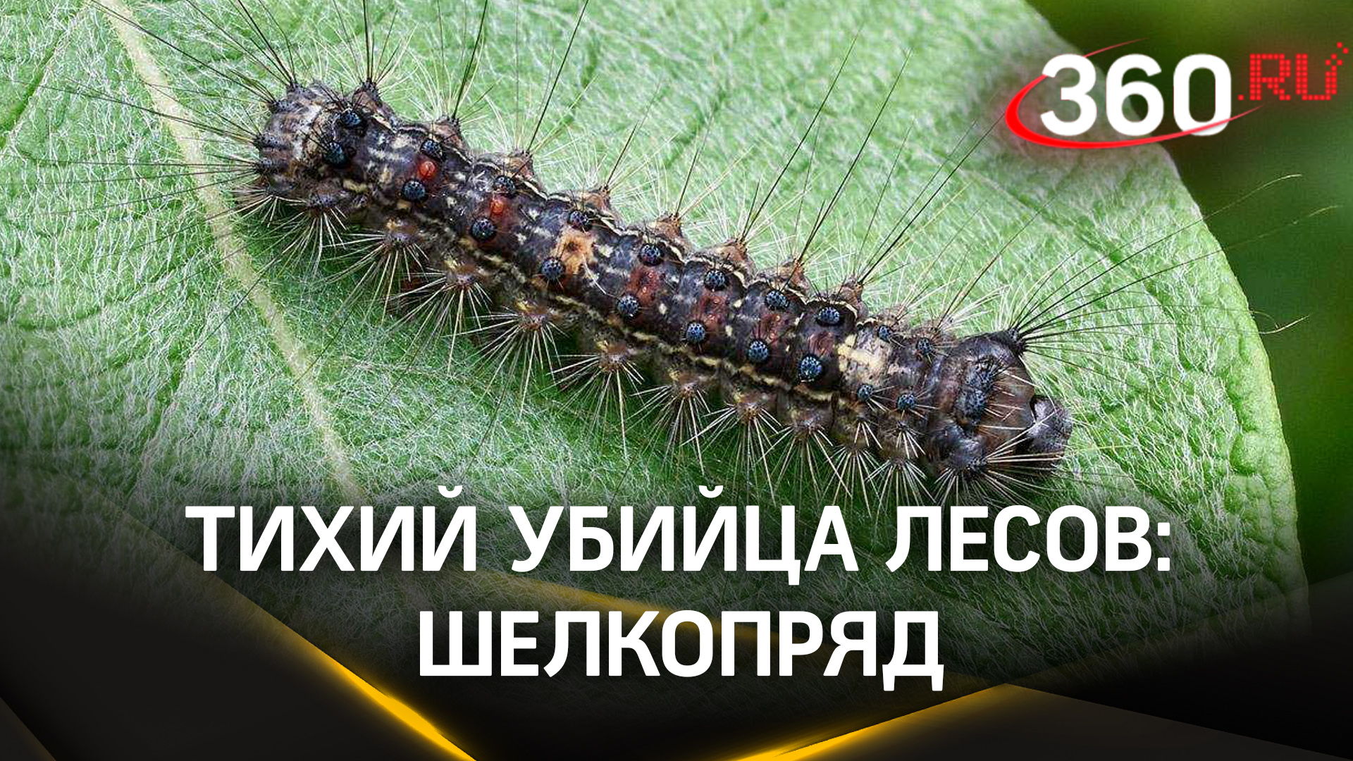 Опасный вредитель: как гусеница непарного шелкопряда объедает листву и уничтожает леса