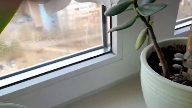 домой залетел ШМЕЛЬ ?