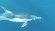 Sleeping with the Dolphins - Sleep Music - Deep Sleep Music - Meditation Music - Relax