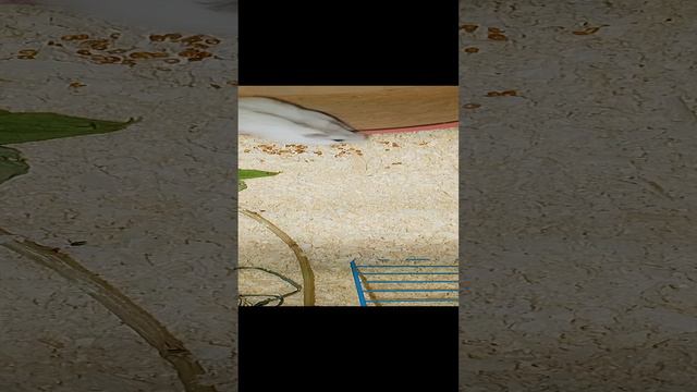 Джунгарик бегает в колесе