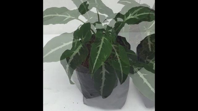 ต้นออมเพชร เงินไหลมา Syngonium Wendlandii จาก กล้วยไม้สาย4