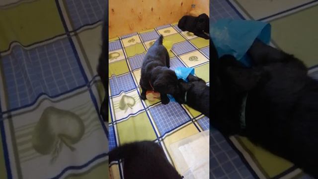 3 марта, деткам 5 недель