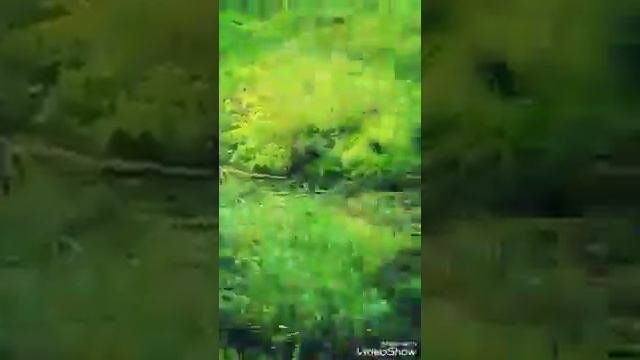 Болотоход начало испытаний
