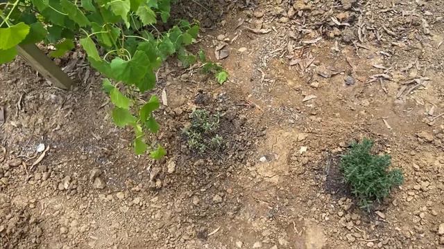 DIY Germination |Seedlings| Container Method| Peppers| Okra| Onions| Squash| Collards| Cilantro
