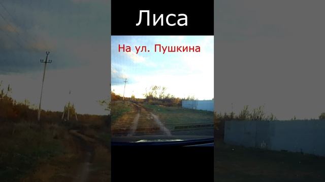 Лиса в городе на улице Пушкина. A fox in the city on Pushkin Street