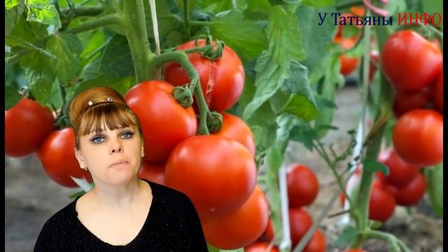 Всего ОДНА капля ЙОДА и твоя РАССАДА ТОМАТОВ /помидор/ крепкая и здоровая!