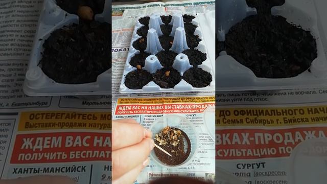 Посадка  петунии на рассаду 13.03.2019 года