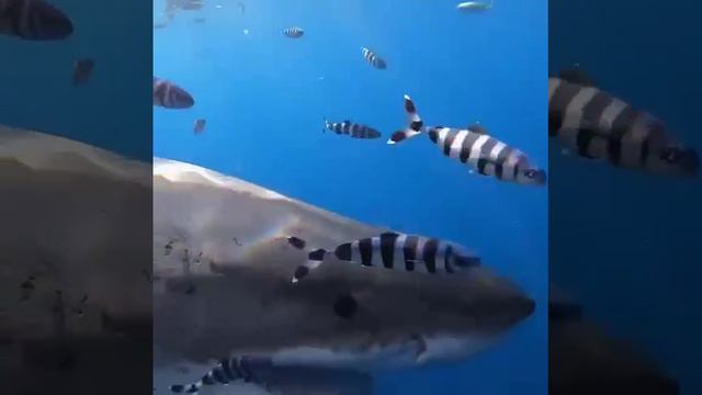 На видео показан морской хищник, который известен всём - это акула.