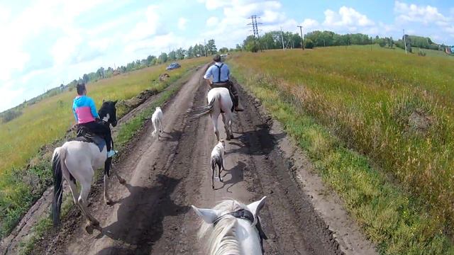 Верховая прогулка с Догоном и юной Авророй по дороге с облаками под музыку. #питомцы #породысобак